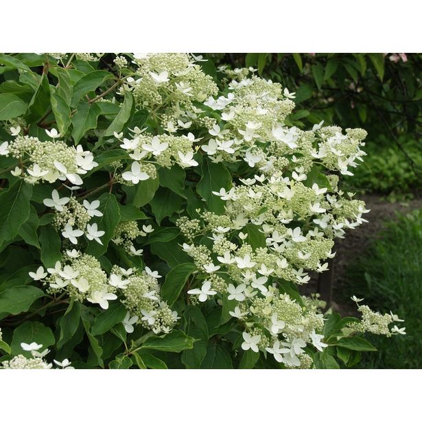 Kuutamohortensia Hudrangea paniculata Viheraarni Praecox