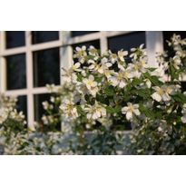 Pikkujasmike Philadelphus x lemoinei-ryhmä
