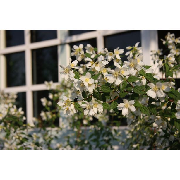 Pikkujasmike Philadelphus x lemoinei-ryhmä