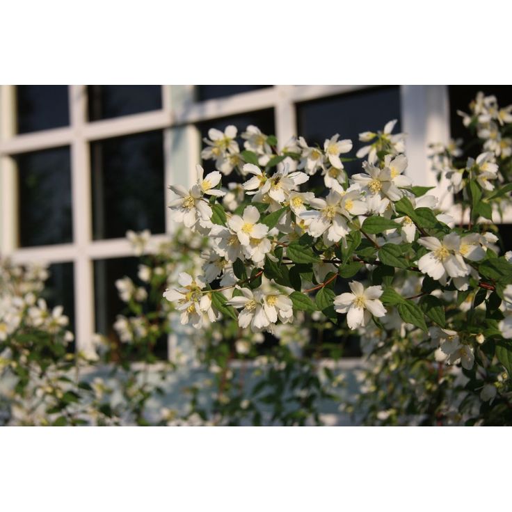 Pikkujasmike Philadelphus x lemoinei-ryhmä