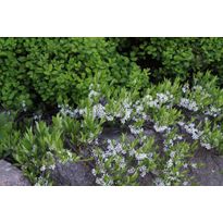 Lamohietakirsikka Prunus pumila var. Depressa Viheraarni