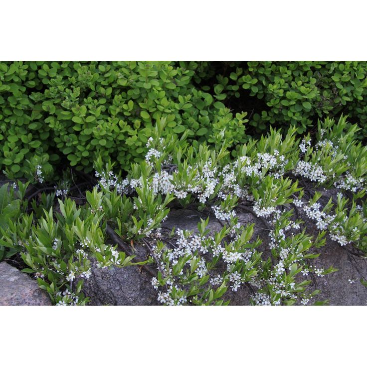 Lamohietakirsikka Prunus pumila var. Depressa Viheraarni