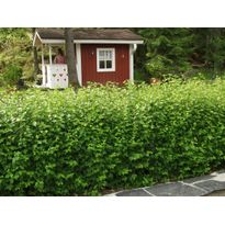 Taikinamarja Ribes alpinum Viheraarni
