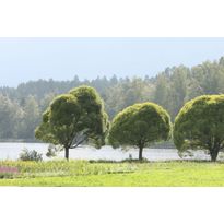 Terijoensalava Salix euxina Bullata