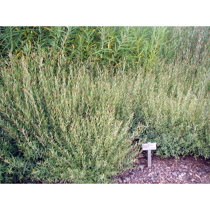 Kääpiöpunapaju Salix purpurea Viheraarni Nana