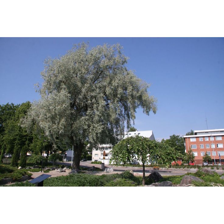 Hopeasalava Salix alba var. Sericea Viheraarni Sibirica