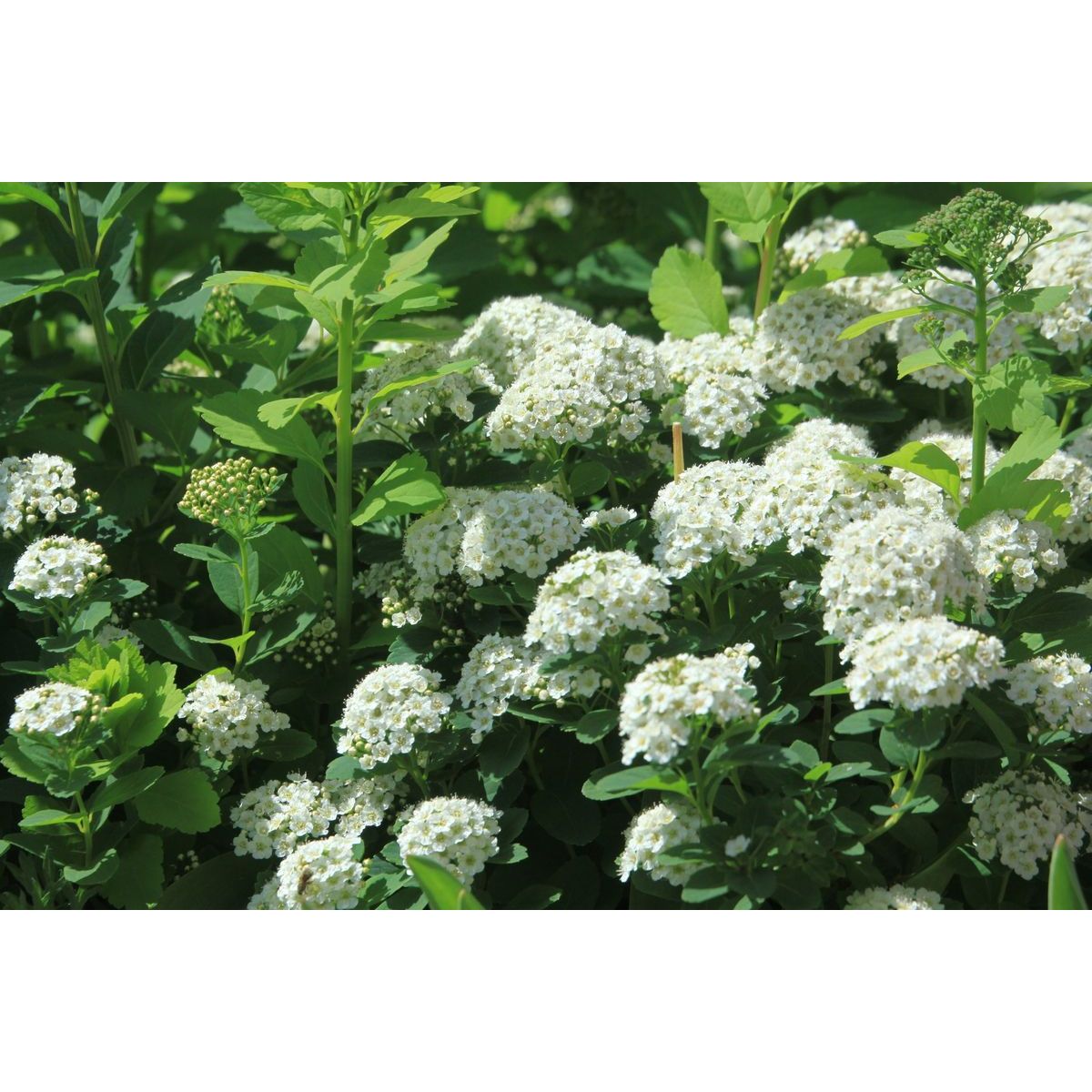 Koivuangervo Spiraea betulifolia Viheraarni