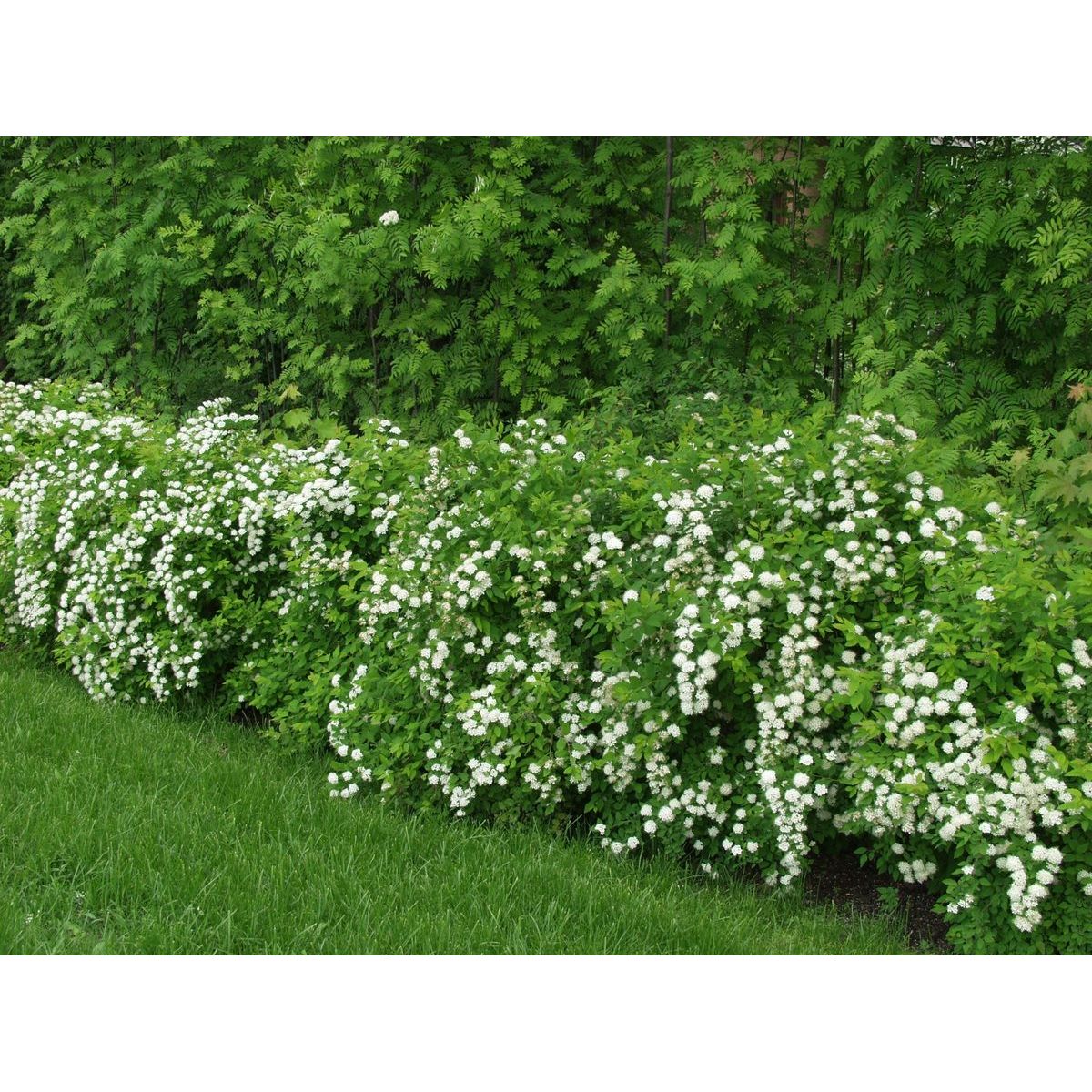 Idänvirpiangervo Spiraea chamaedryfolia Viheraarni