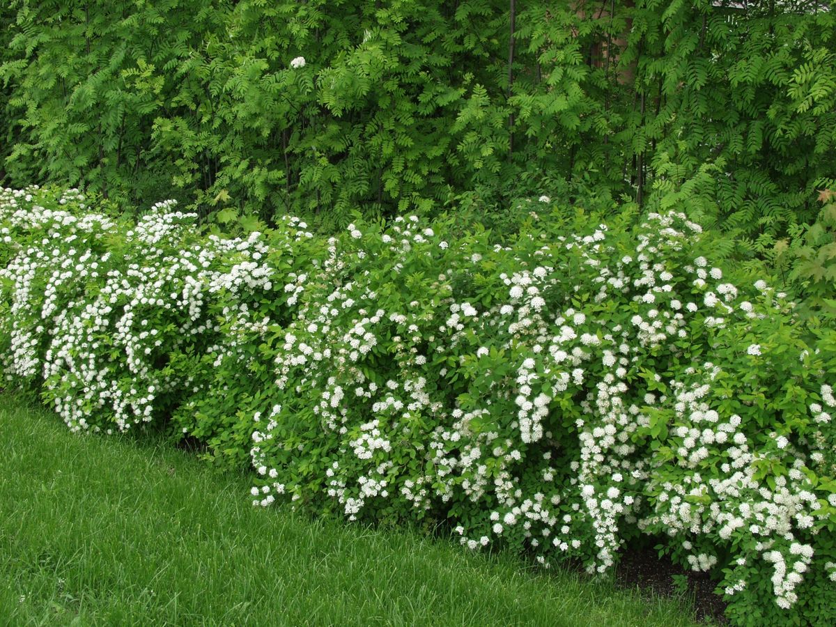 Id nvirpiangervo Spiraea Chamaedryfolia Viheraarni Id nvirpiangervo Spiraea Chamaedryfolia Viheraarni
