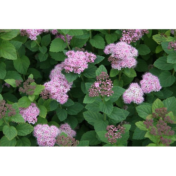Rinneangervo Spiraea splendens