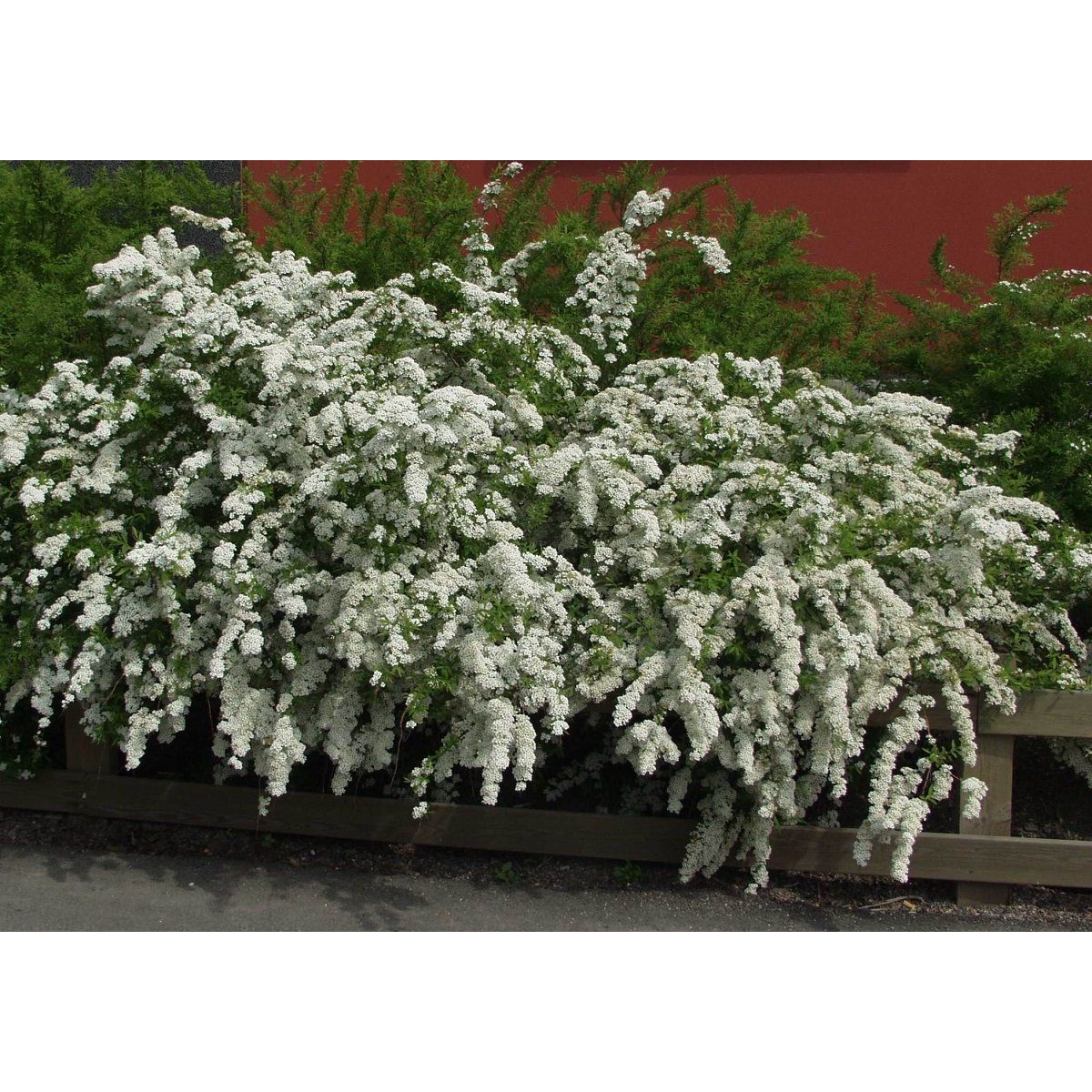 Norjanangervo Spiraea Viheraarni Grefsheim