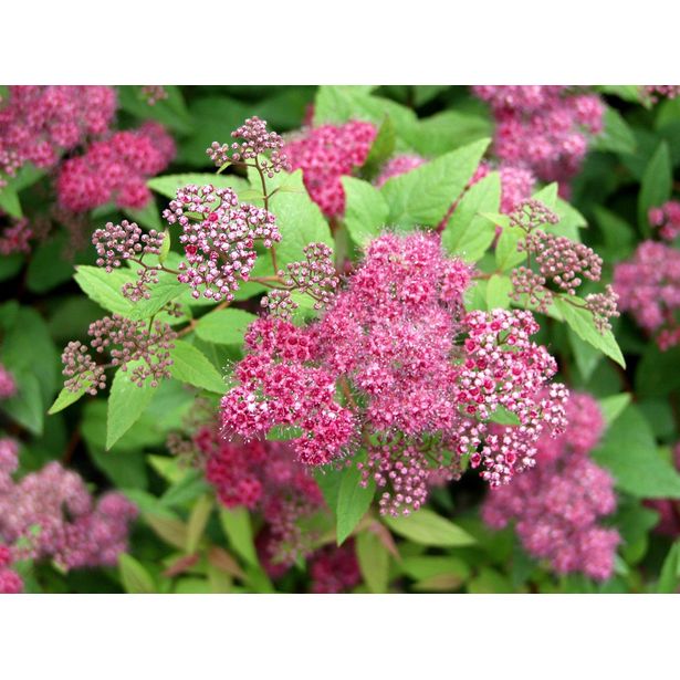 Ruusuangervo Spiraea jap. Viheraarni Froebelii