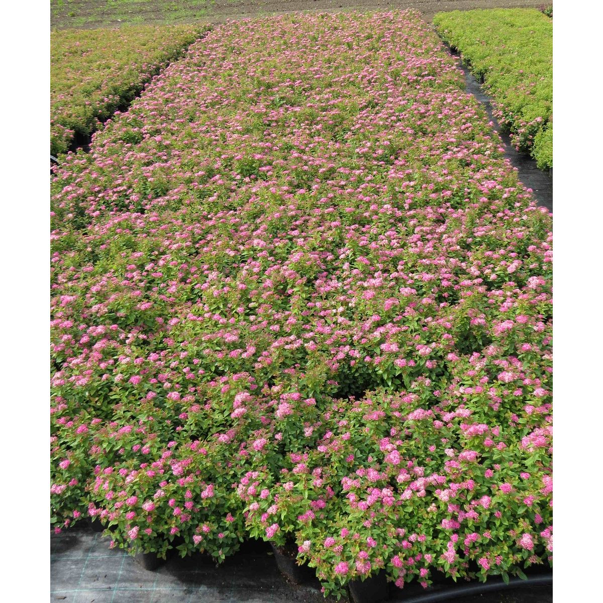 Tummakeijuangervo Spiraea jap. Viheraarni Manon