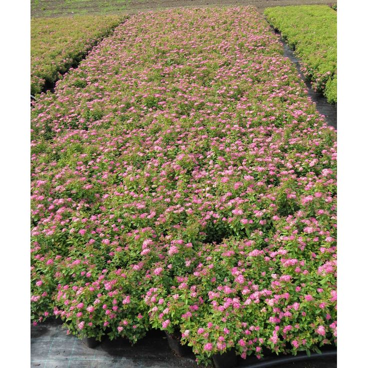 Tummakeijuangervo Spiraea jap. Viheraarni Manon