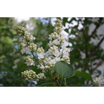 Jalosyreeni Viheraarni Syringa MME Lemoine