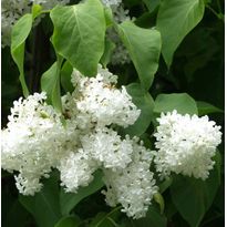Valkoinen pihasyreeni Syringa vulgaris Viheraarni Alba