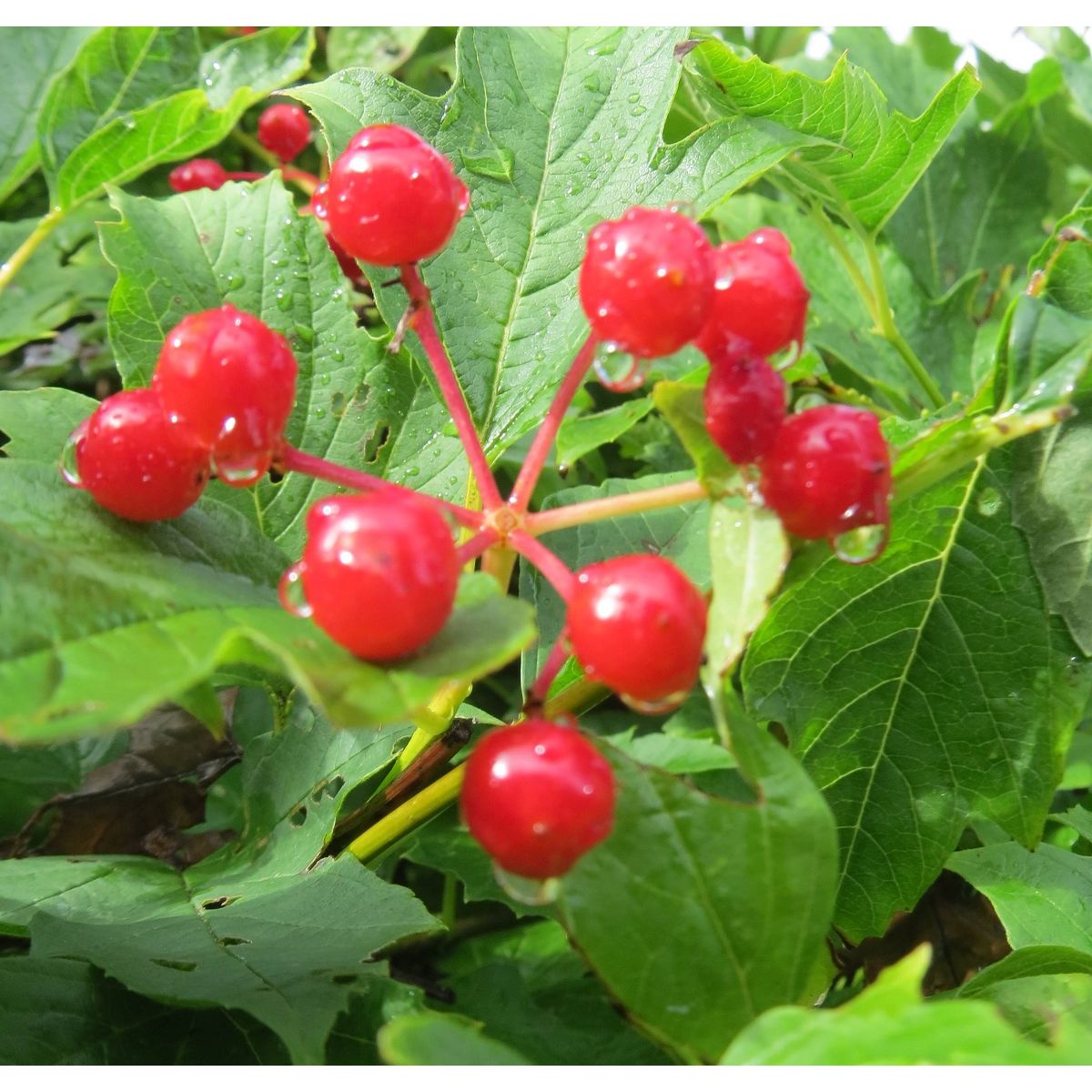 Kääpiökoiranheisi Viburnum opulus Viheraarni Compactum