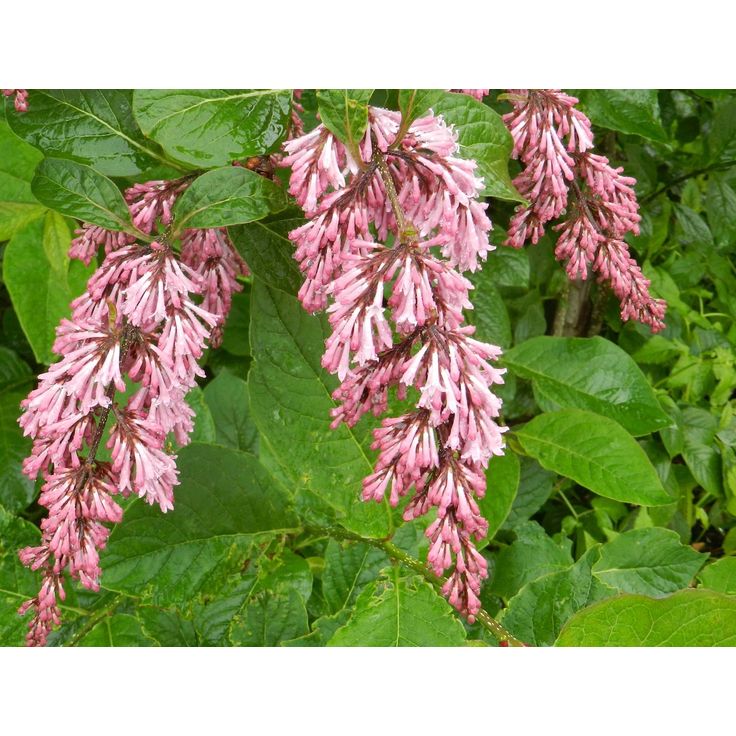 Tapaninsyreeni Syringa x henryi Viheraarni