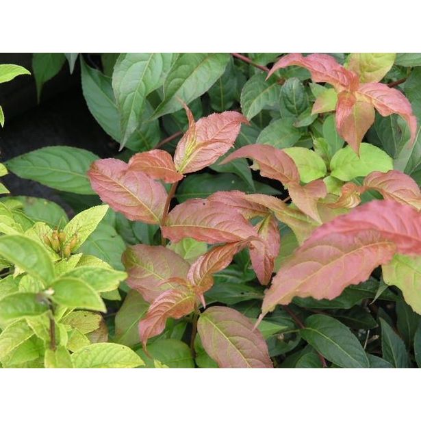 Rusovuohenkuusama Diervilla sessifolia Viheraarni