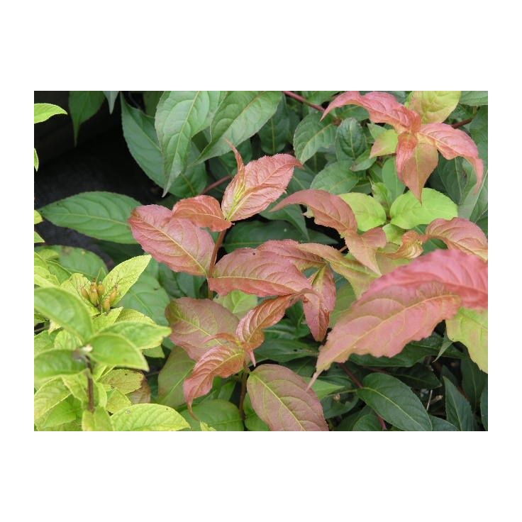 Rusovuohenkuusama Diervilla sessifolia Viheraarni