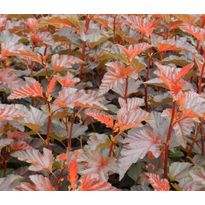 Purppuraheisiangervo Physocarpus opulifolius Viheraarni Lady in Red