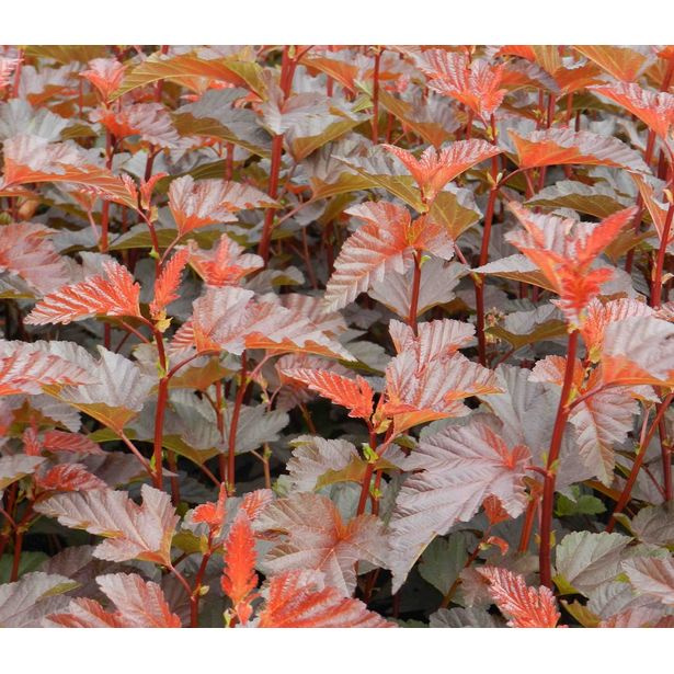 Purppuraheisiangervo Physocarpus opulifolius Viheraarni Lady in Red