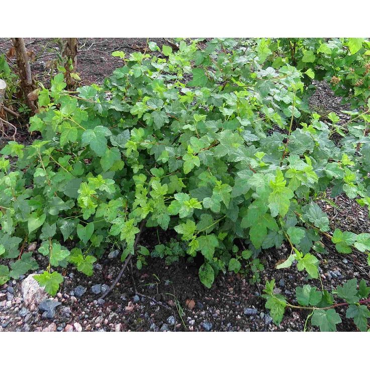 Lamoheisiangervo Physocarpus opulifolius Viheraarni Tilden Park