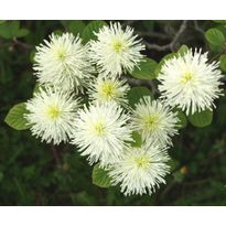 Höyhenpensas Fothergilla major Viheraarni