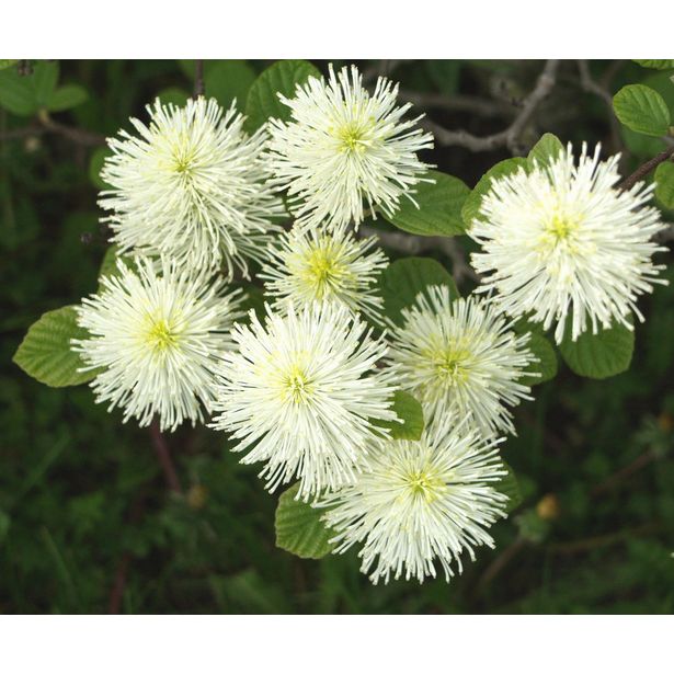 Höyhenpensas Fothergilla major Viheraarni