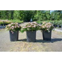 Pikkukeijuangervo Spiraea jap. Viheraarni Nana