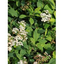 Lamopensasangervo Spiraea decumbens Viheraarni