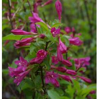 Komeakotakuusama Weigela florida Viheraarni Korea