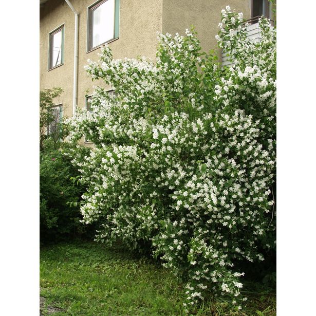 Loistojasmike Philadelphus lewisii Viheraarni Tähtisilmä