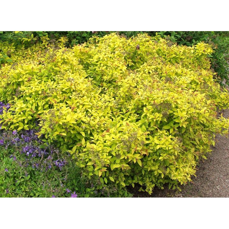 Keltakeijuangervo Spiraea jap. Viheraarni Golden Princess