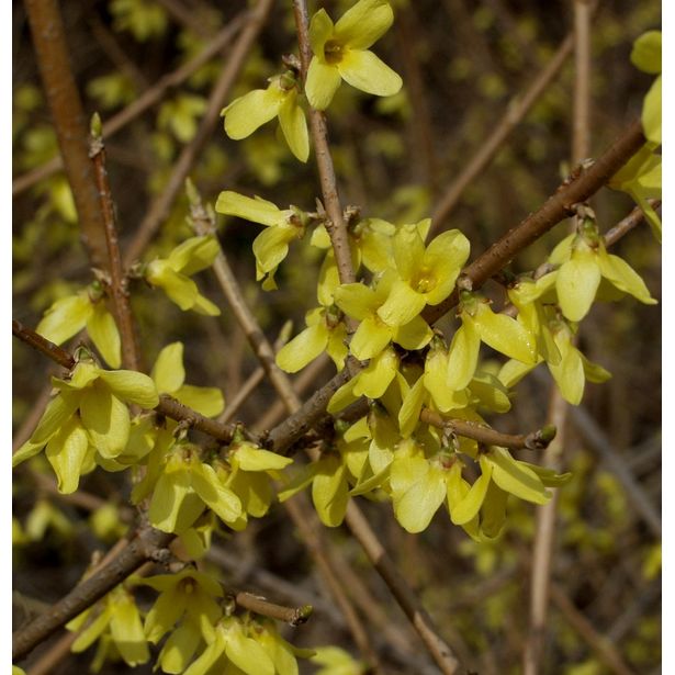 Pikkuonnenpensas Forsythia x intermedia Viheraarni Mini Gold