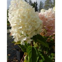 Syyshortensia Hydrangea paniculata Viheraarni Silver Dollar