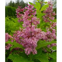 Kaarisyreeni Syringa x josiflexa Viheraarni Veera
