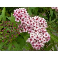 Japaninangervo Viheraarni Spiraea Jap. Sparkling Champagne