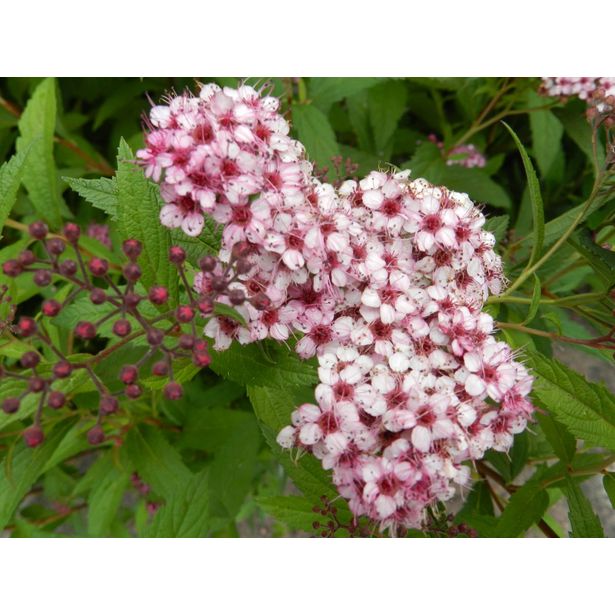 Japaninangervo Viheraarni Spiraea Jap. Sparkling Champagne