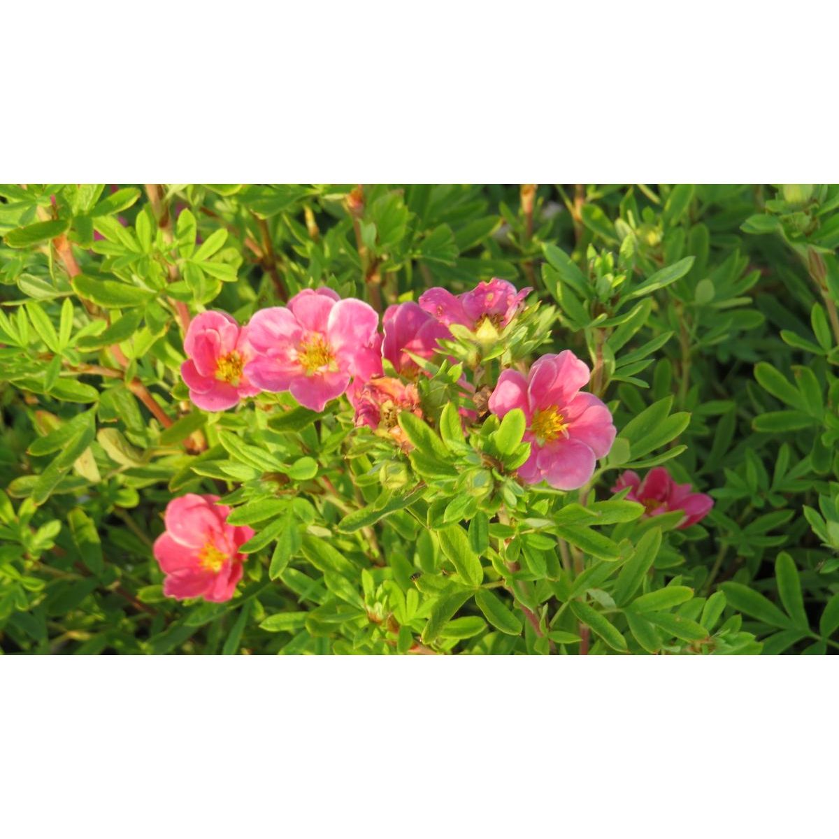 Pensashanhikki Viheraarni Dasiphora Fruticosa Pink Paradise