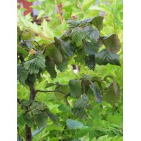 Peikonpähkinä Viheraarni Corylus Avellana Contorta 40-60