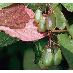 Kiinanlaikkuköynnös Marj. Actinidia kolomikta Viheraarni DR Szymanowski