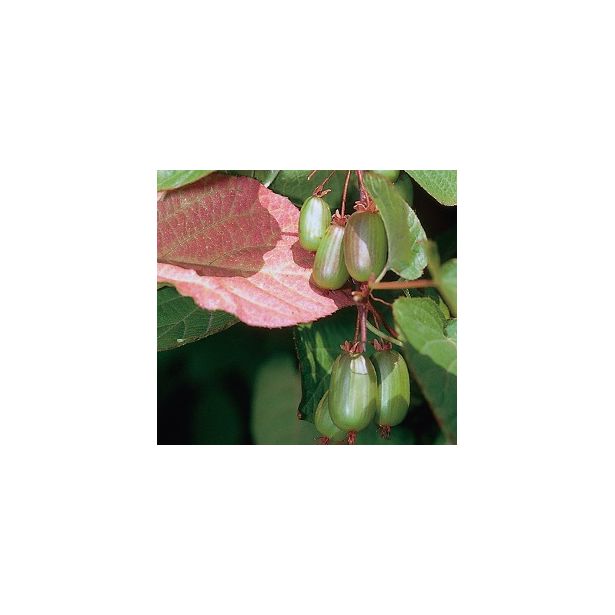 Kiinanlaikkuköynnös Marj. Actinidia kolomikta Viheraarni DR Szymanowski