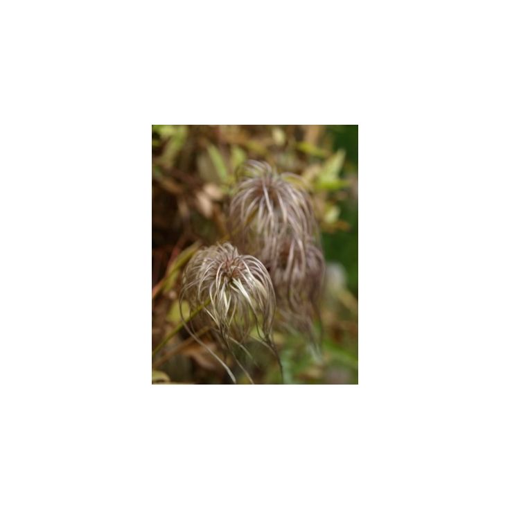 Alppikärhö Clematis alpina Viheraarni