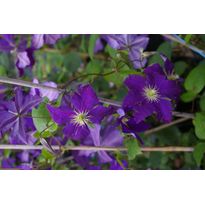 Loistokärhö Clematis Viheraarni Jackmanii