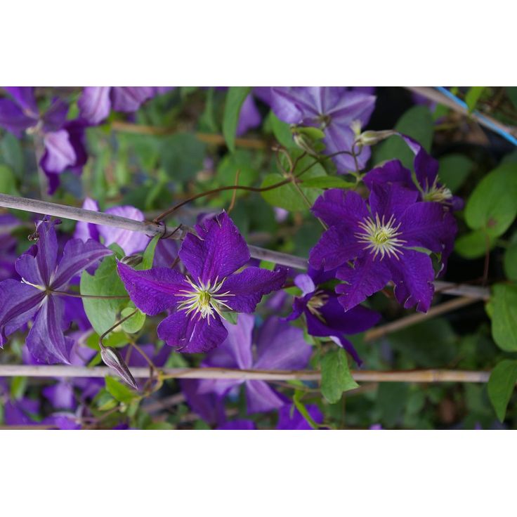 Loistokärhö Clematis Viheraarni Jackmanii