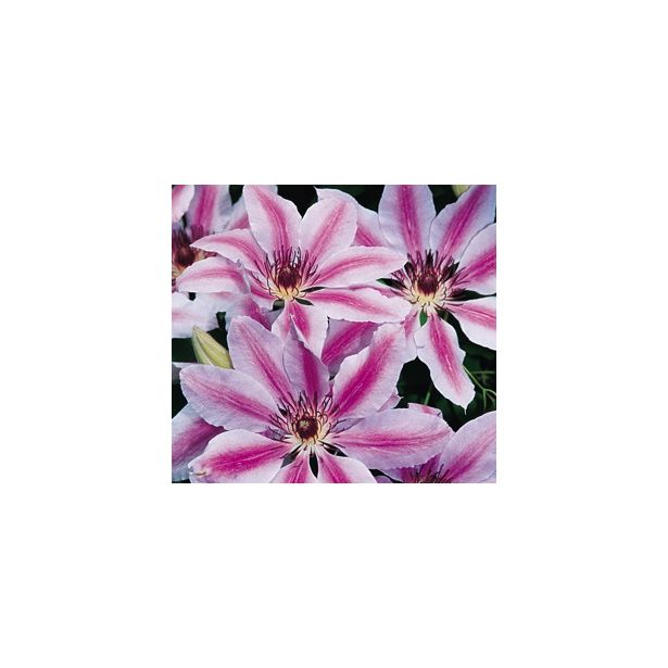 Loistokärhö Clematis Viheraarni Nelly Moser