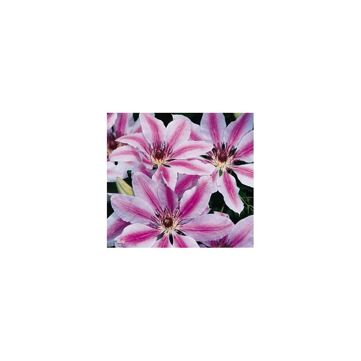 Loistokärhö Clematis Viheraarni Nelly Moser