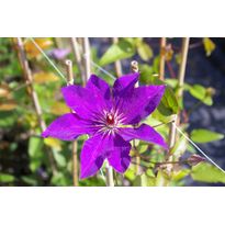 Loistokärhö Clematis Viheraarni The President