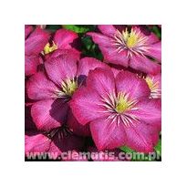 Loistokärhö Viheraarni Clematis Ville De Lyon